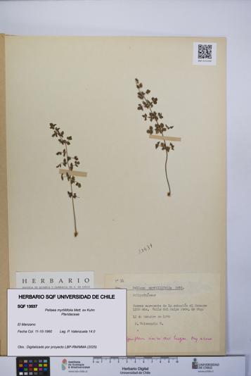 Pellaea myrtillifolia [Espécimen: UCH:SQF:0013537]