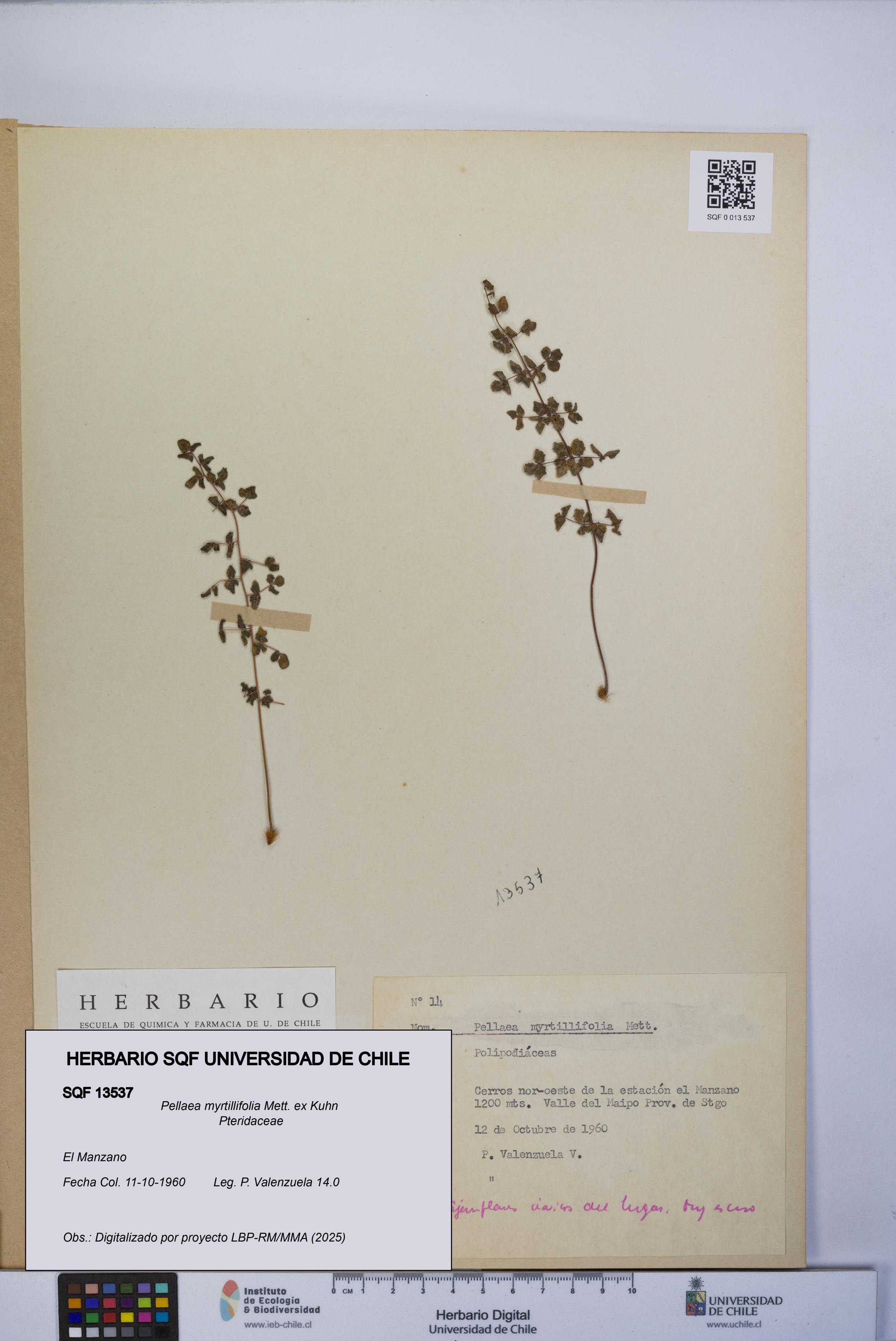 Pellaea myrtillifolia [Espécimen: UCH:SQF:0013537]