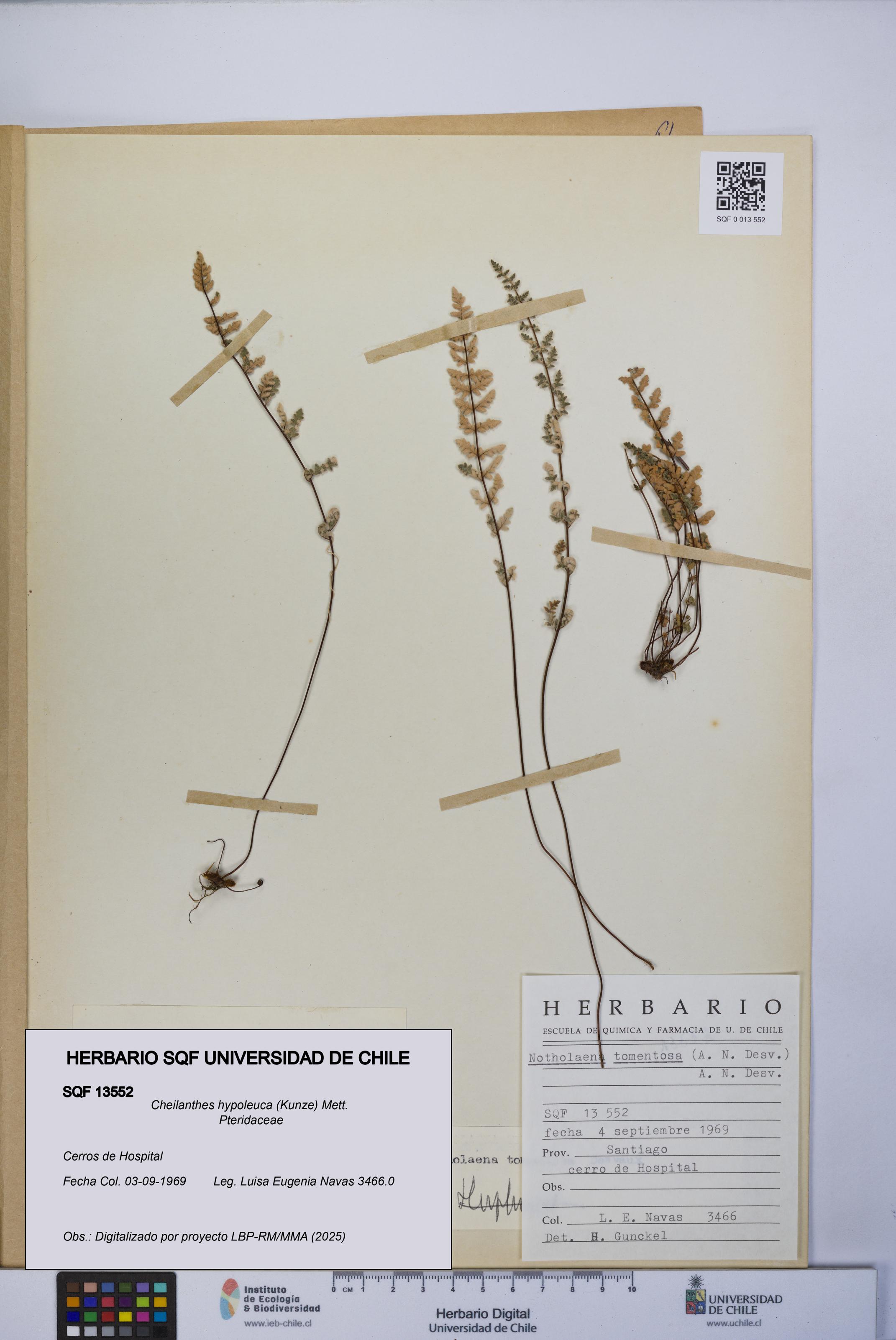 Cheilanthes hypoleuca [Espécimen: UCH:SQF:0013552]
