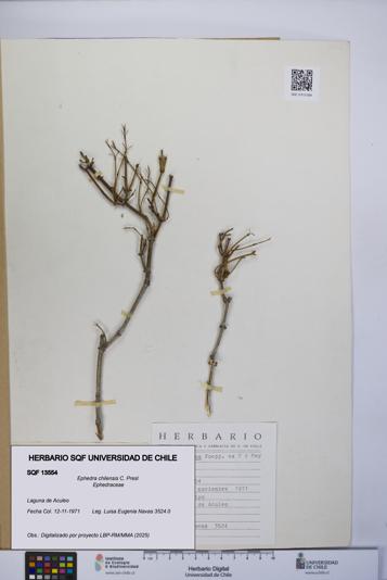 Ephedra chilensis [Espécimen: UCH:SQF:0013554]