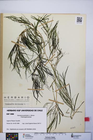 Stuckenia pectinata [Espécimen: UCH:SQF:0013569]