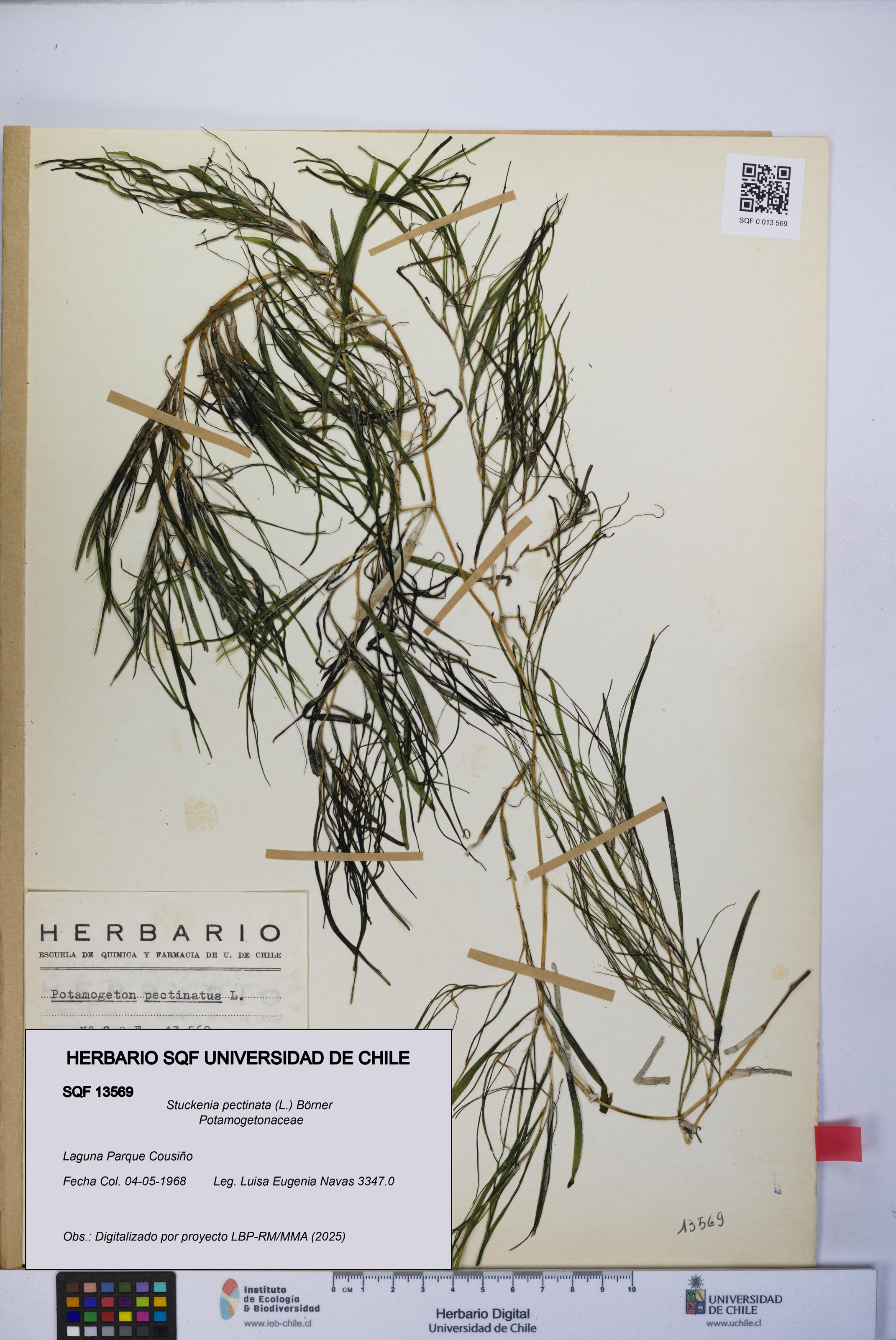 Stuckenia pectinata [Espécimen: UCH:SQF:0013569]