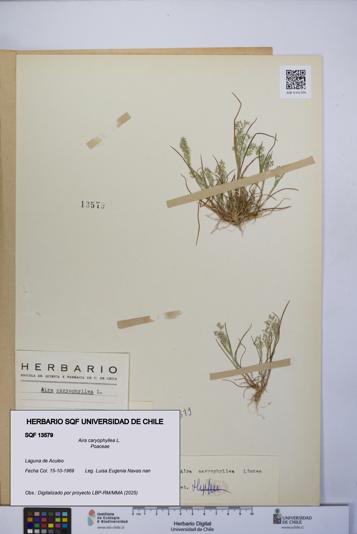 Aira caryophyllea [Espécimen: UCH:SQF:0013579]