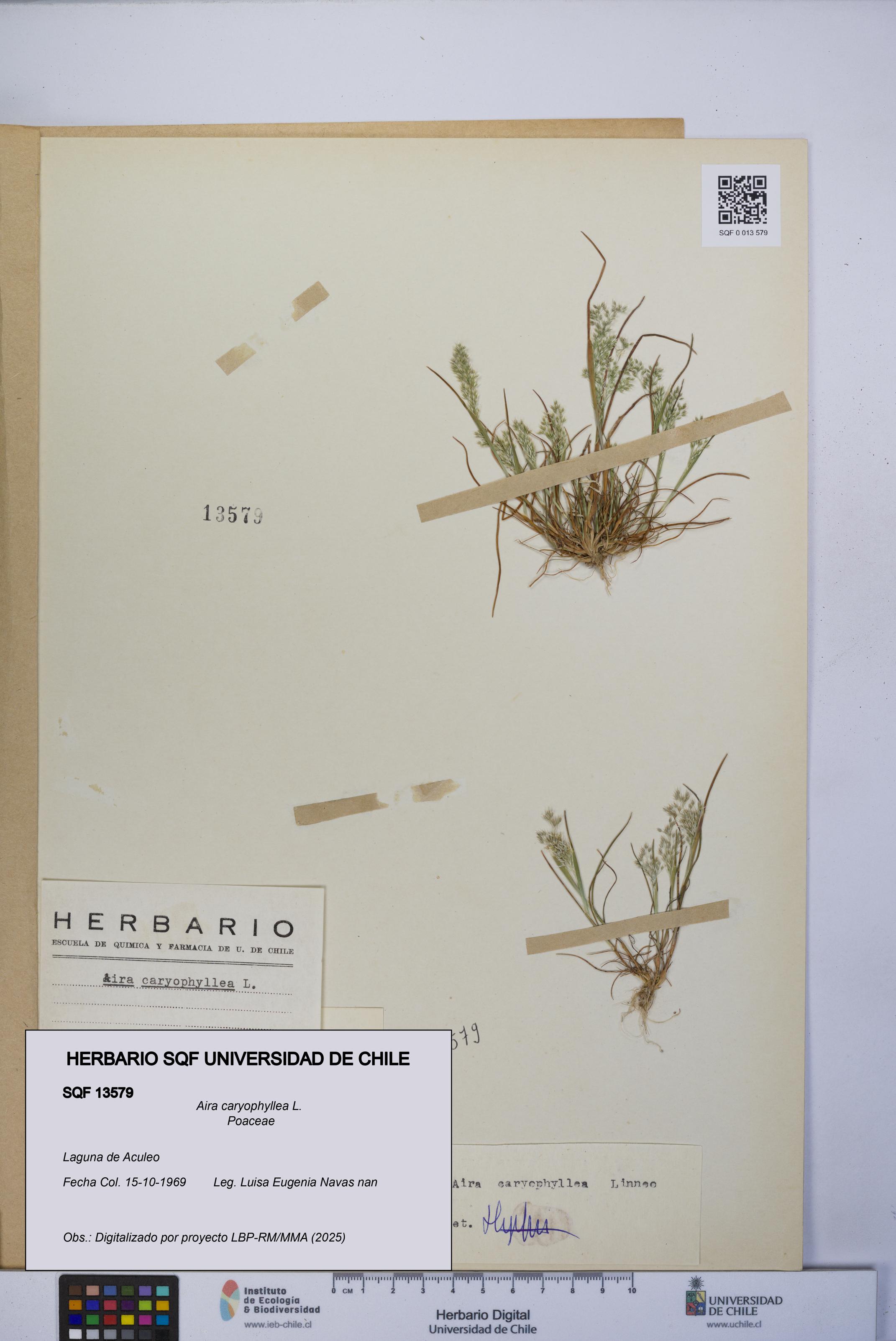 Aira caryophyllea [Espécimen: UCH:SQF:0013579]
