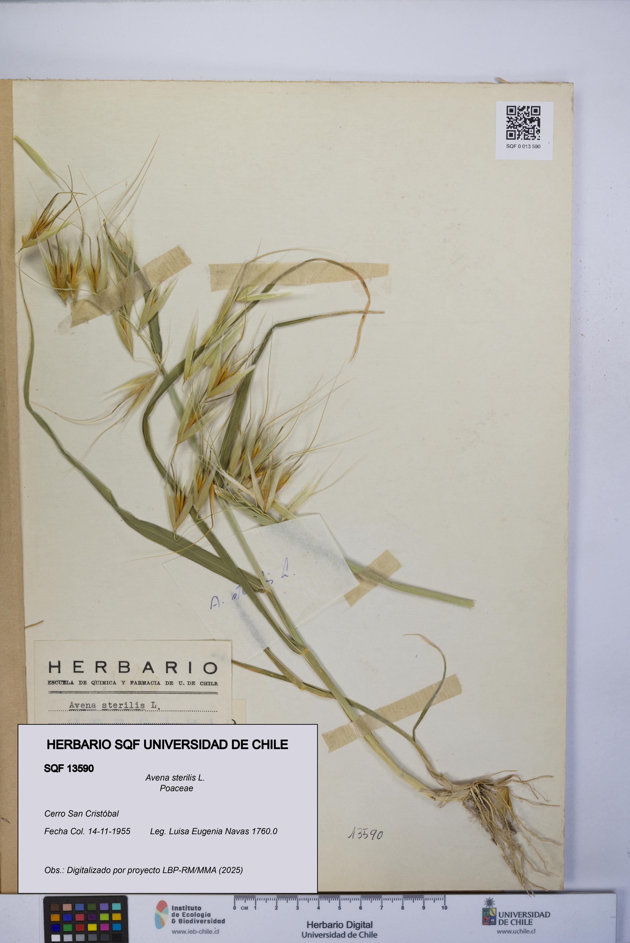 Avena sterilis [Espécimen: UCH:SQF:0013590]