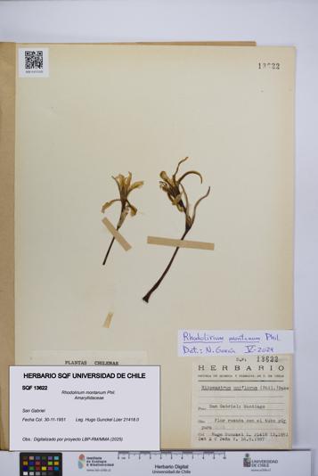Rhodolirium montanum [Espécimen: UCH:SQF:0013622]