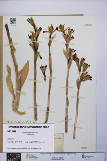 Chloraea bletioides [Espécimen: UCH:SQF:0013629]