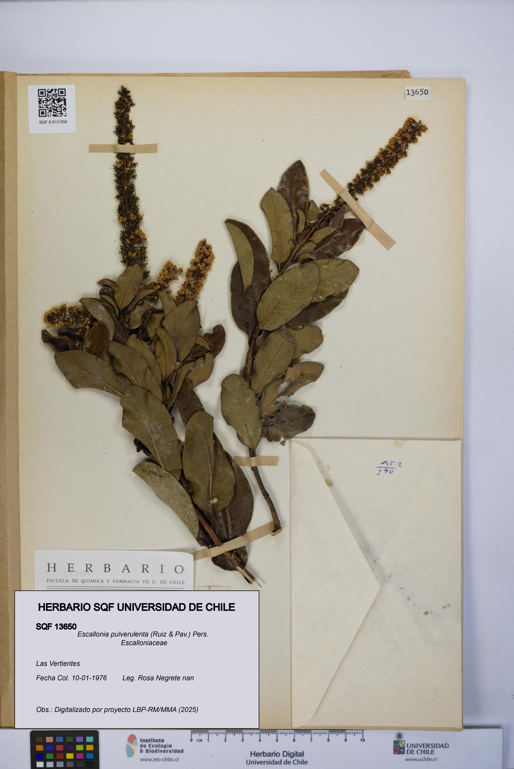 Escallonia pulverulenta [Espécimen: UCH:SQF:0013650]