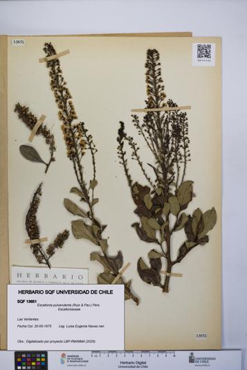 Escallonia pulverulenta [Espécimen: UCH:SQF:0013651]