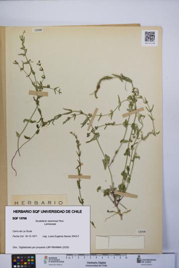 Scutellaria racemosa [Espécimen: UCH:SQF:0013708]