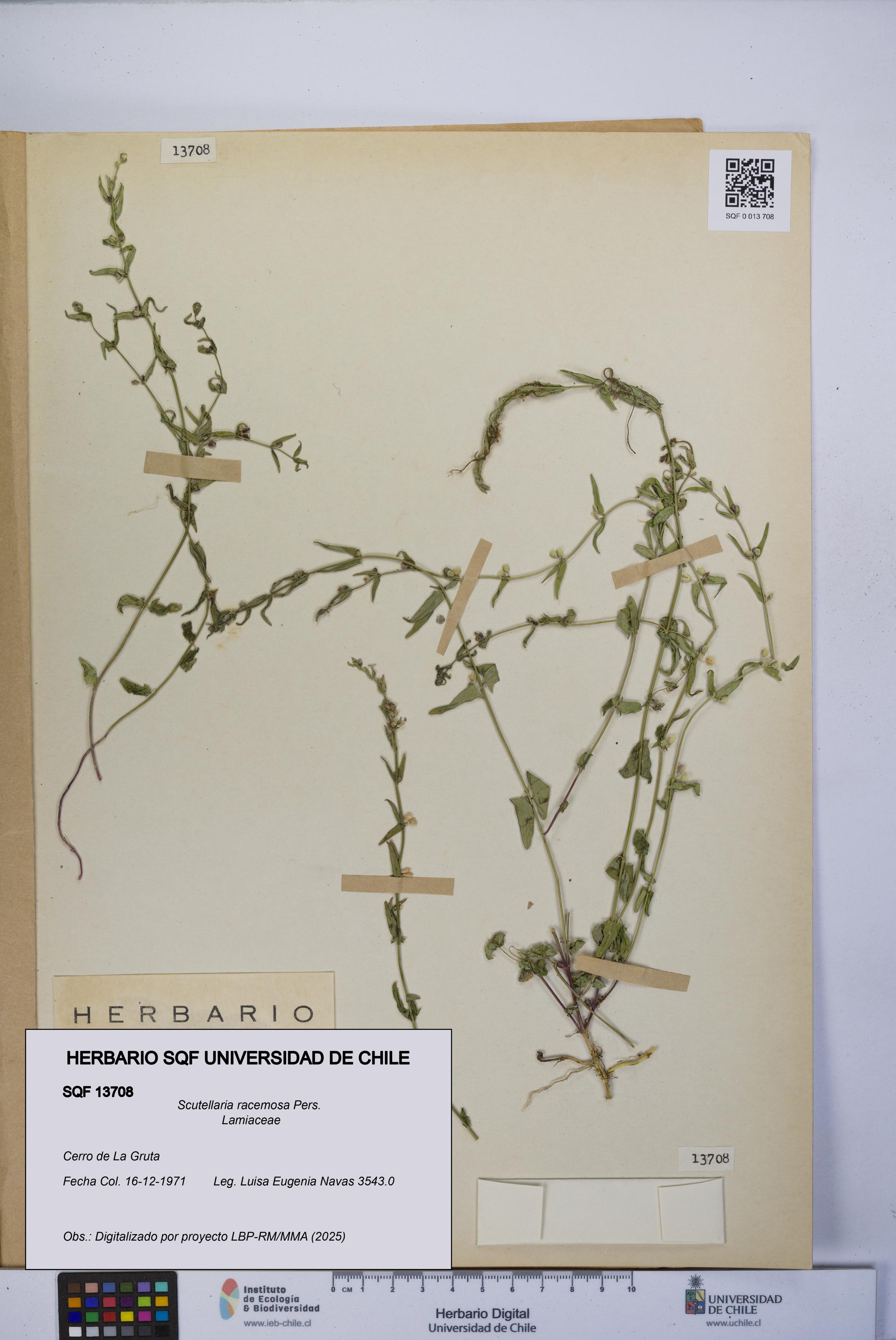Scutellaria racemosa [Espécimen: UCH:SQF:0013708]