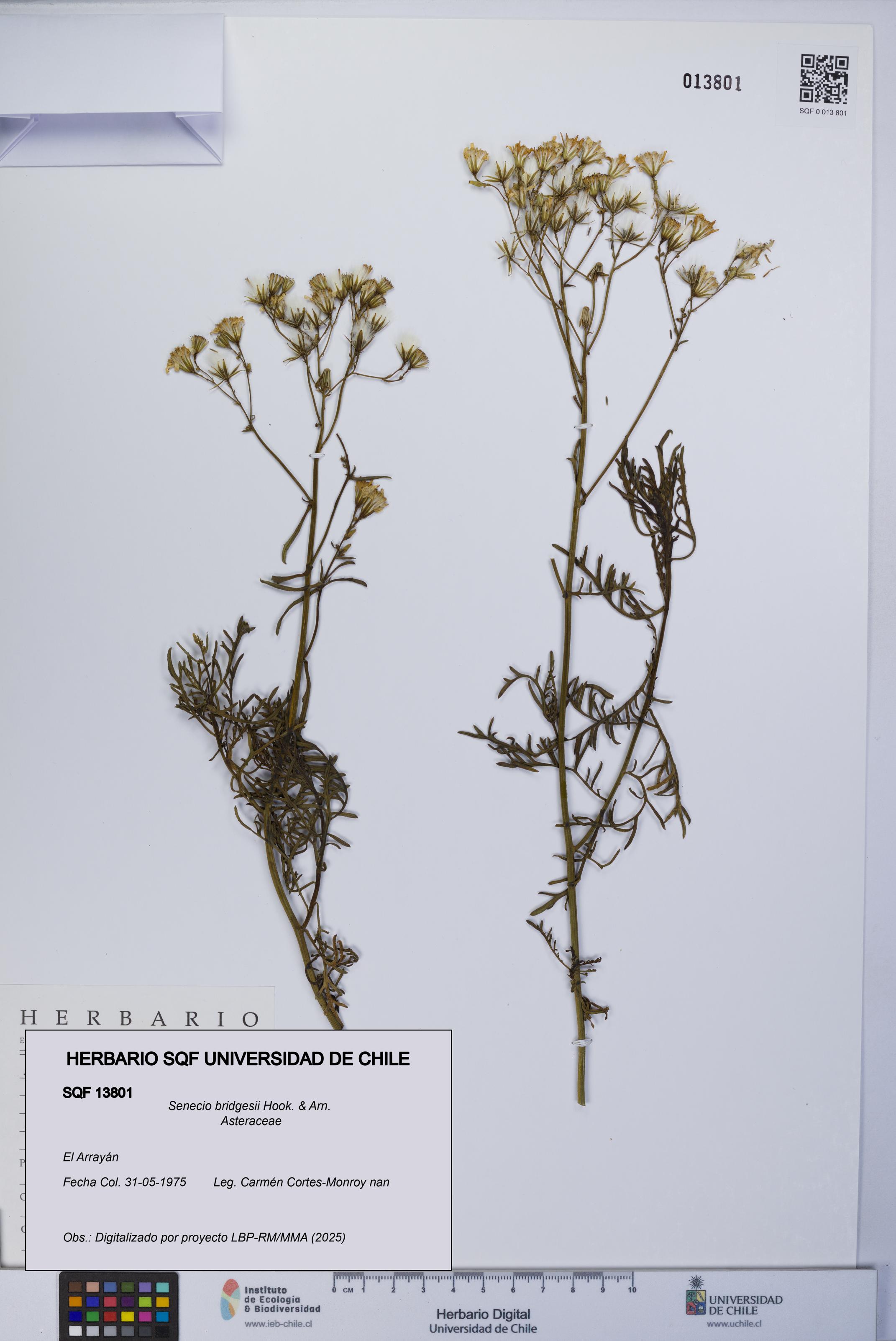 Senecio bridgesii [Espécimen: UCH:SQF:0013801]