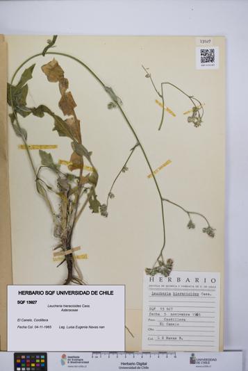 Leucheria hieracioides [Espécimen: UCH:SQF:0013927]