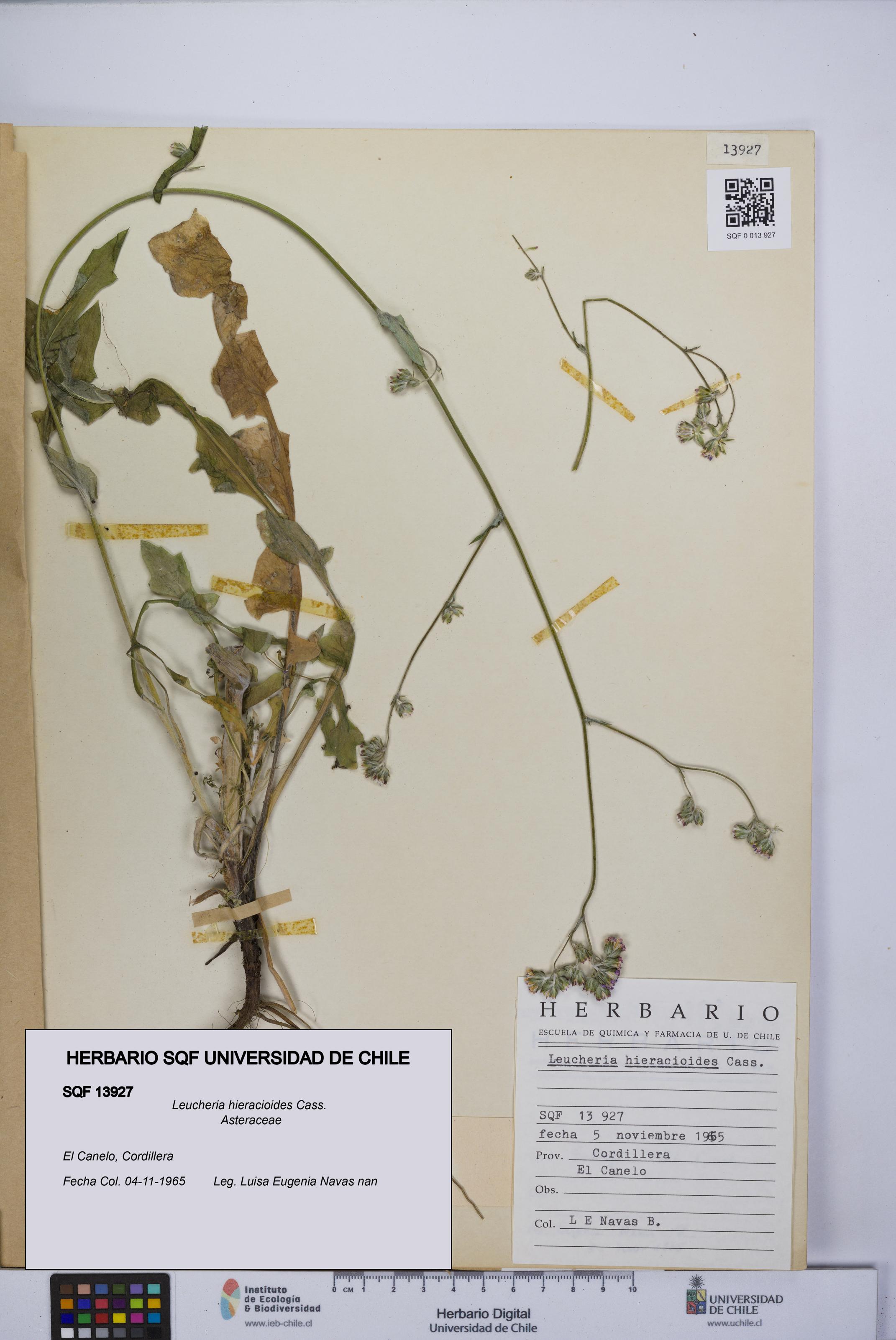 Leucheria hieracioides [Espécimen: UCH:SQF:0013927]