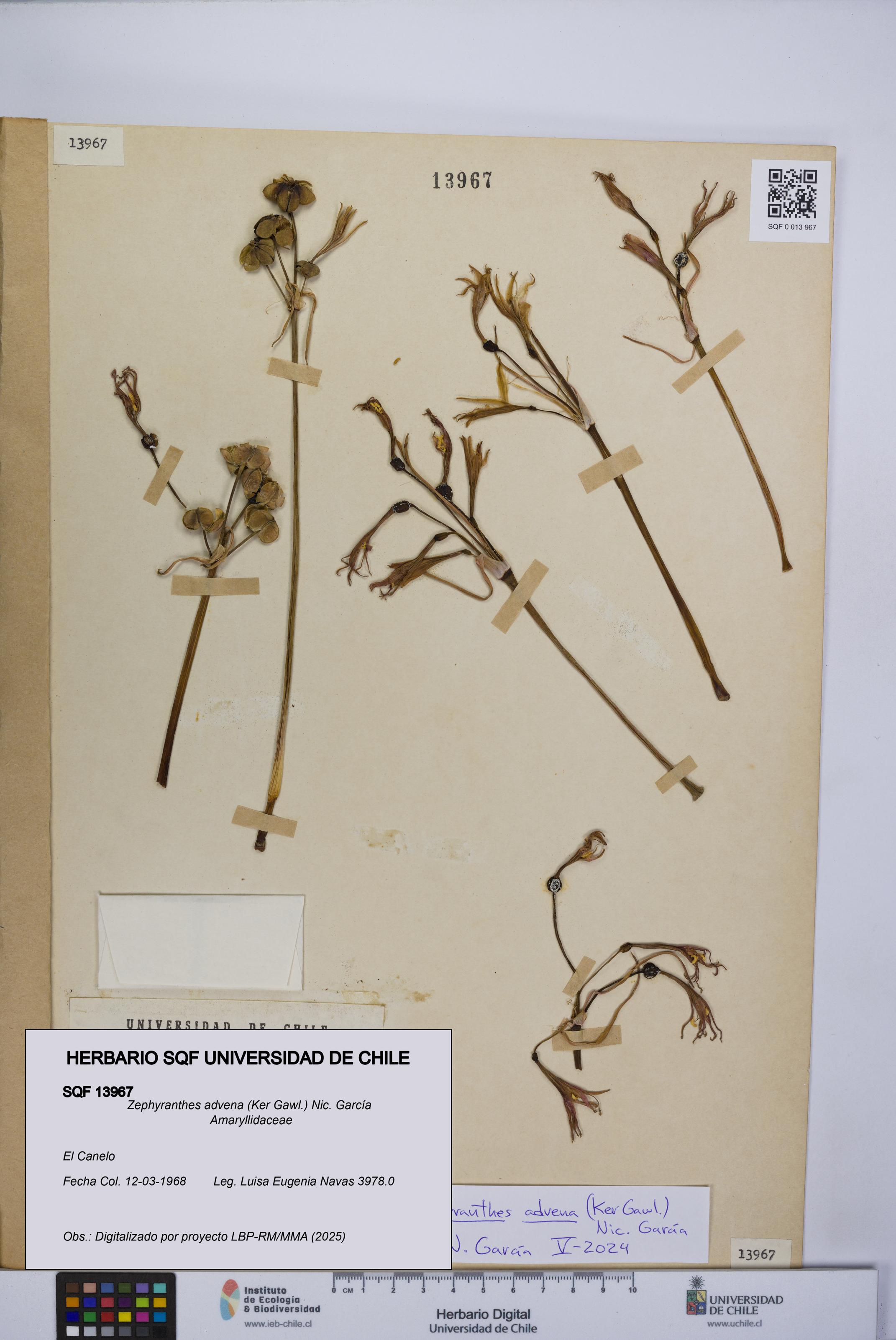 Zephyranthes advena [Espécimen: UCH:SQF:0013967]