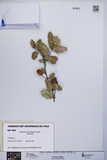 Cryptocarya alba [Espécimen: UCH:SQF:0013972]