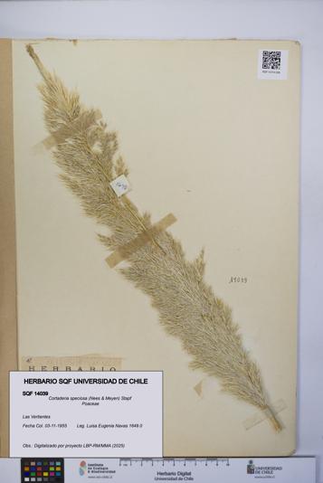 Cortaderia speciosa [Espécimen: UCH:SQF:0014039]