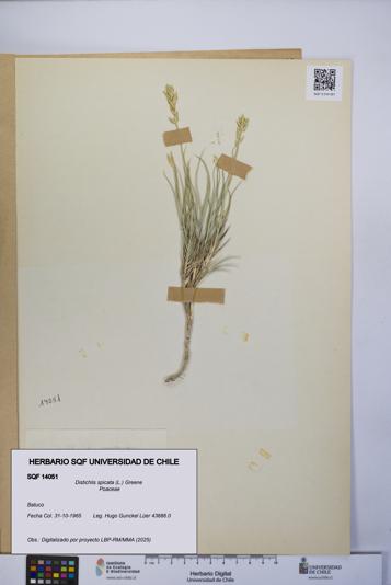 Distichlis spicata [Espécimen: UCH:SQF:0014051]