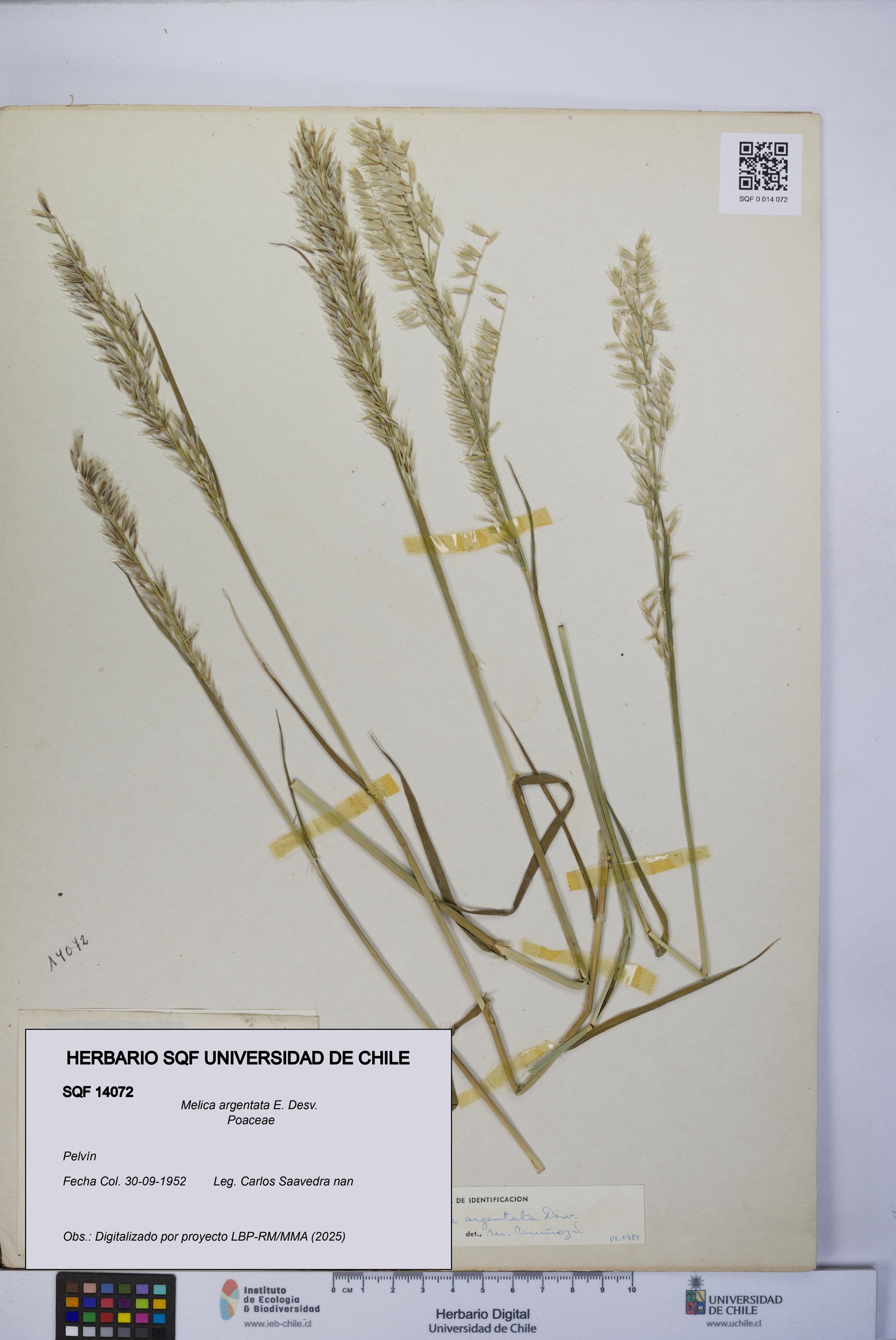 Melica argentata [Espécimen: UCH:SQF:0014072]