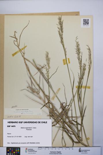 Melica argentata [Espécimen: UCH:SQF:0014073]