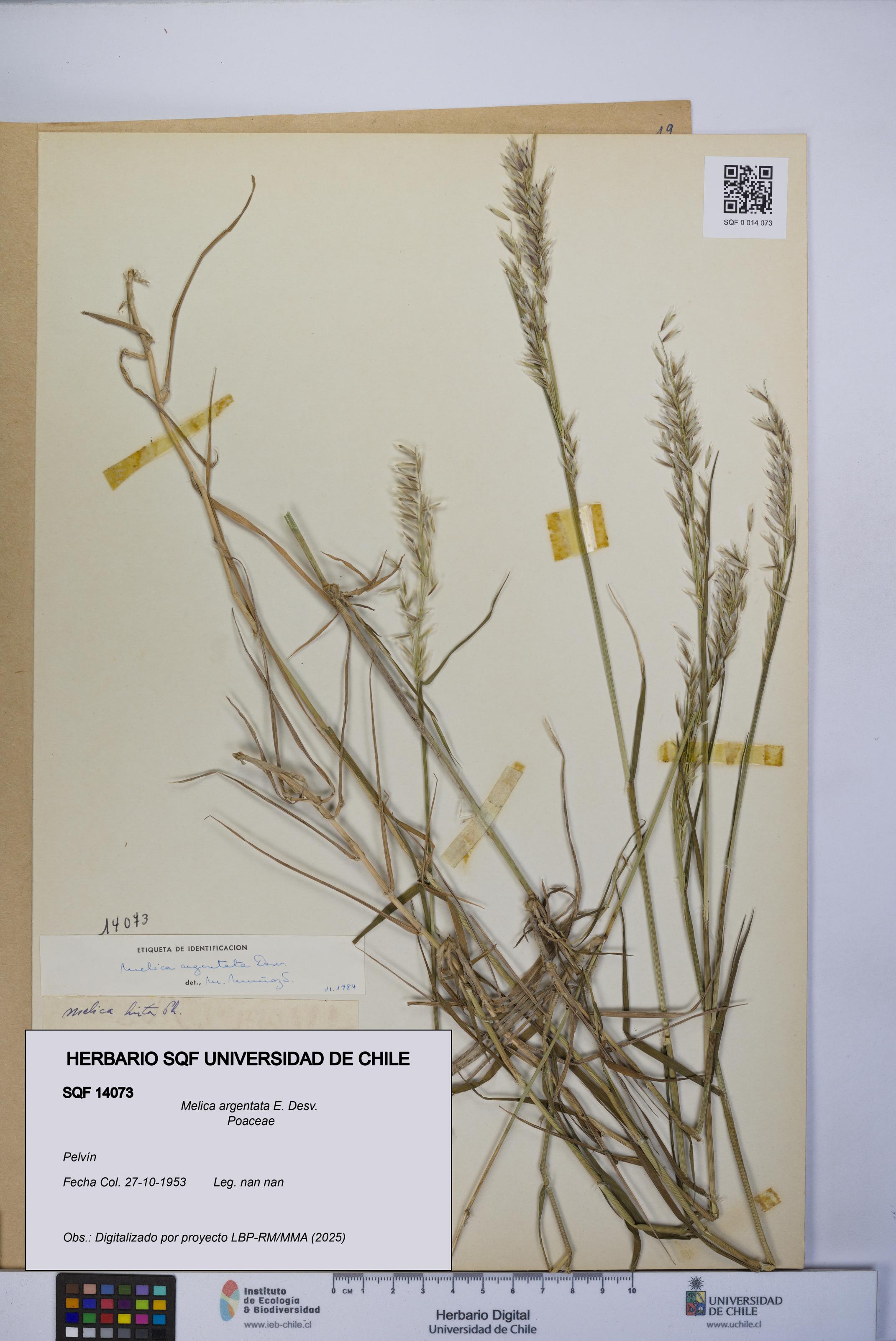 Melica argentata [Espécimen: UCH:SQF:0014073]