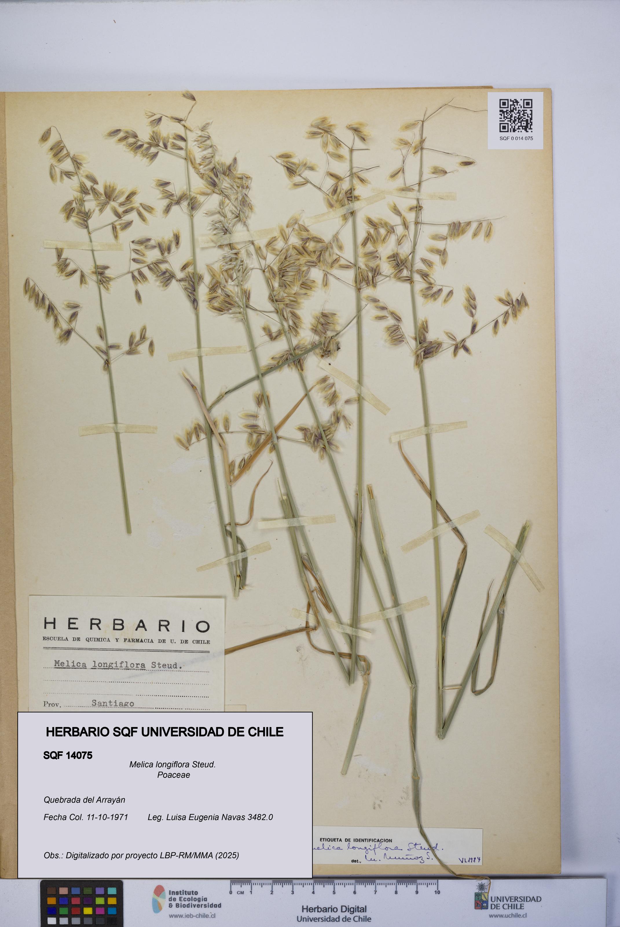 Melica longiflora [Espécimen: UCH:SQF:0014075]