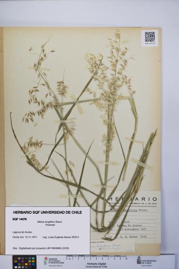 Melica longiflora [Espécimen: UCH:SQF:0014076]
