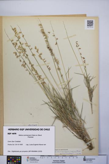 Melica commersonii [Espécimen: UCH:SQF:0014078]