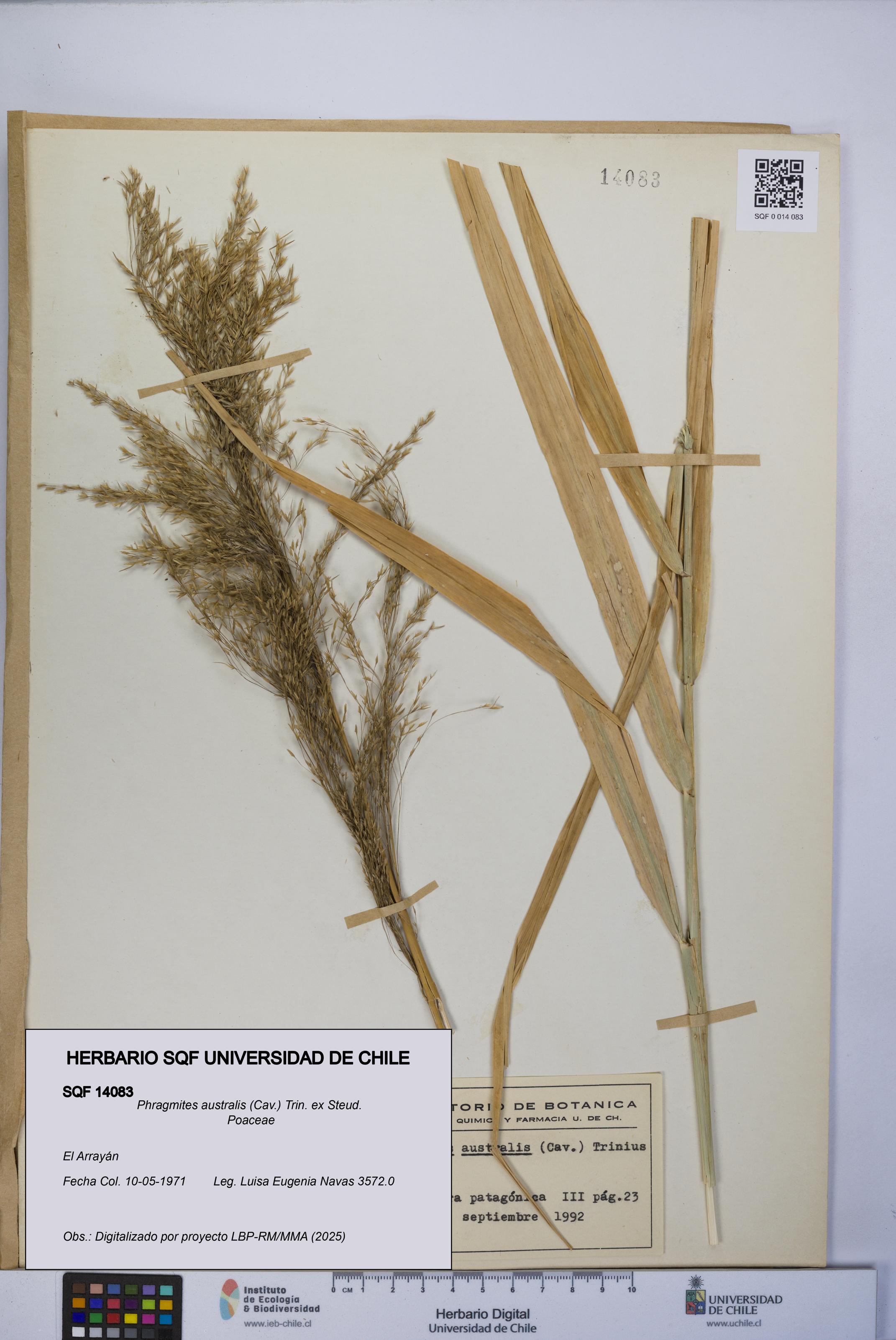 Phragmites australis [Espécimen: UCH:SQF:0014083]