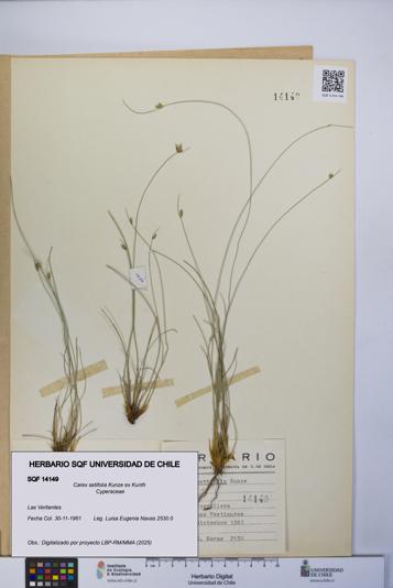 Carex setifolia [Espécimen: UCH:SQF:0014149]