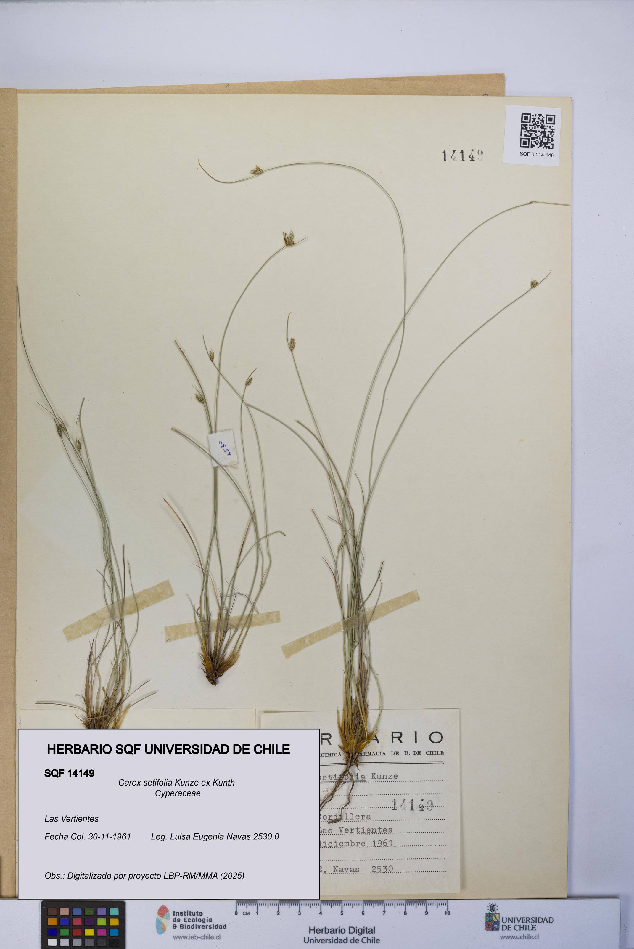 Carex setifolia [Espécimen: UCH:SQF:0014149]