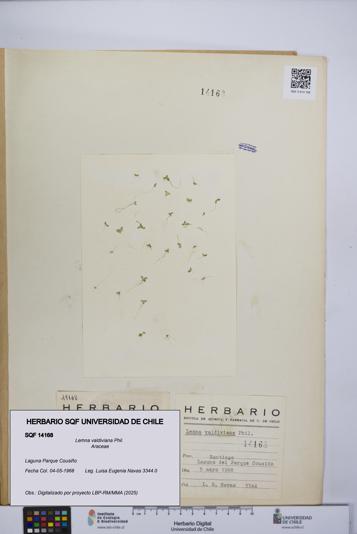 Lemna valdiviana [Espécimen: UCH:SQF:0014168]