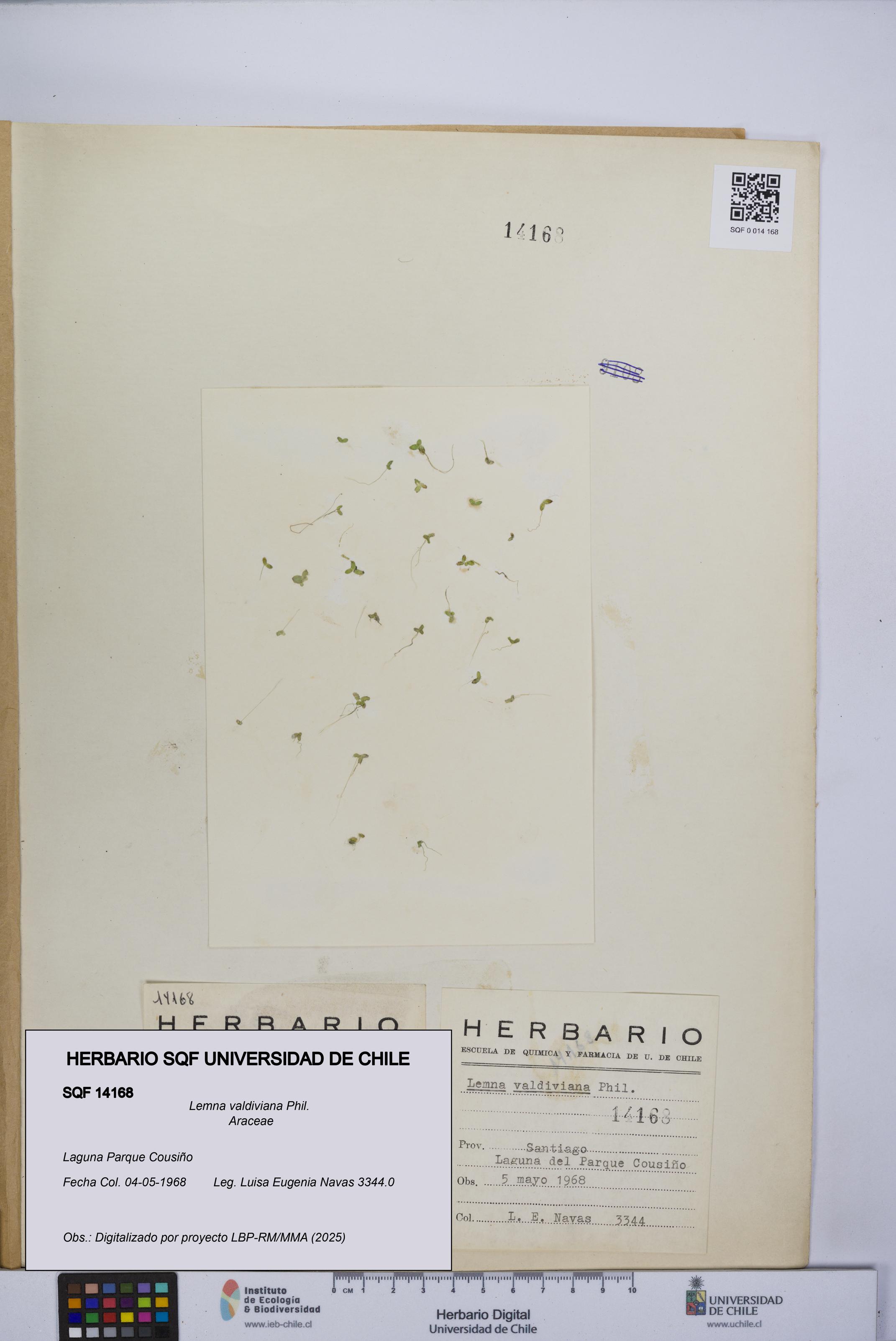 Lemna valdiviana [Espécimen: UCH:SQF:0014168]