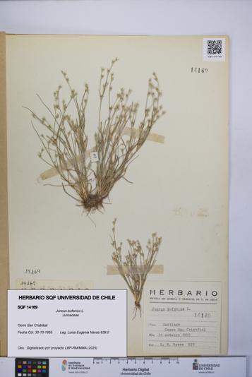 Juncus bufonius [Espécimen: UCH:SQF:0014169]