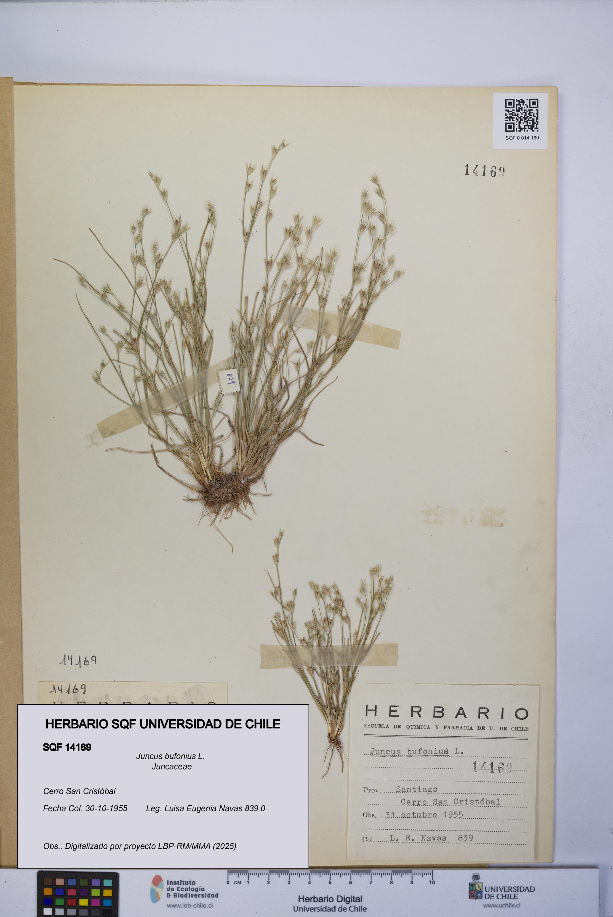 Juncus bufonius [Espécimen: UCH:SQF:0014169]