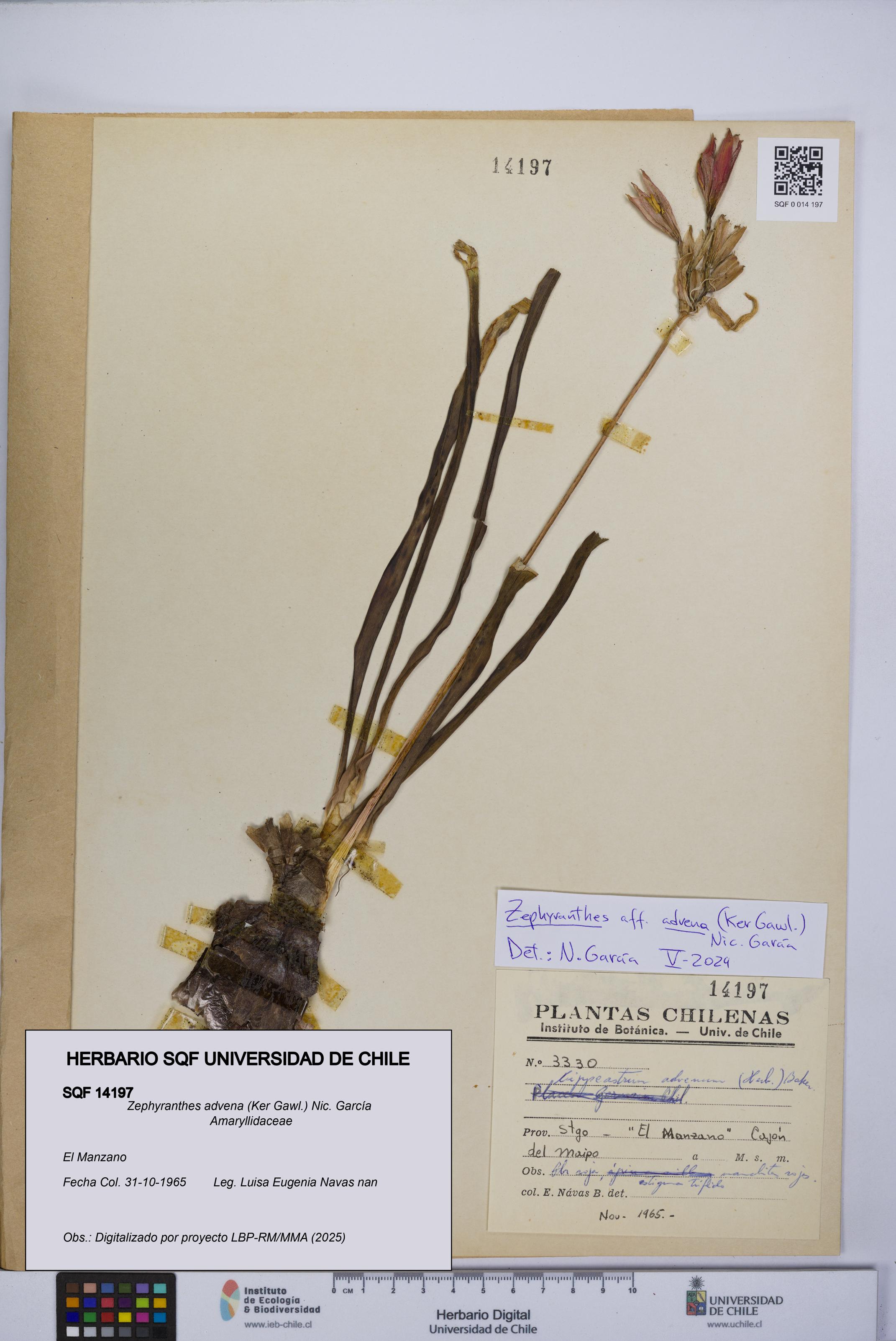 Zephyranthes advena [Espécimen: UCH:SQF:0014197]