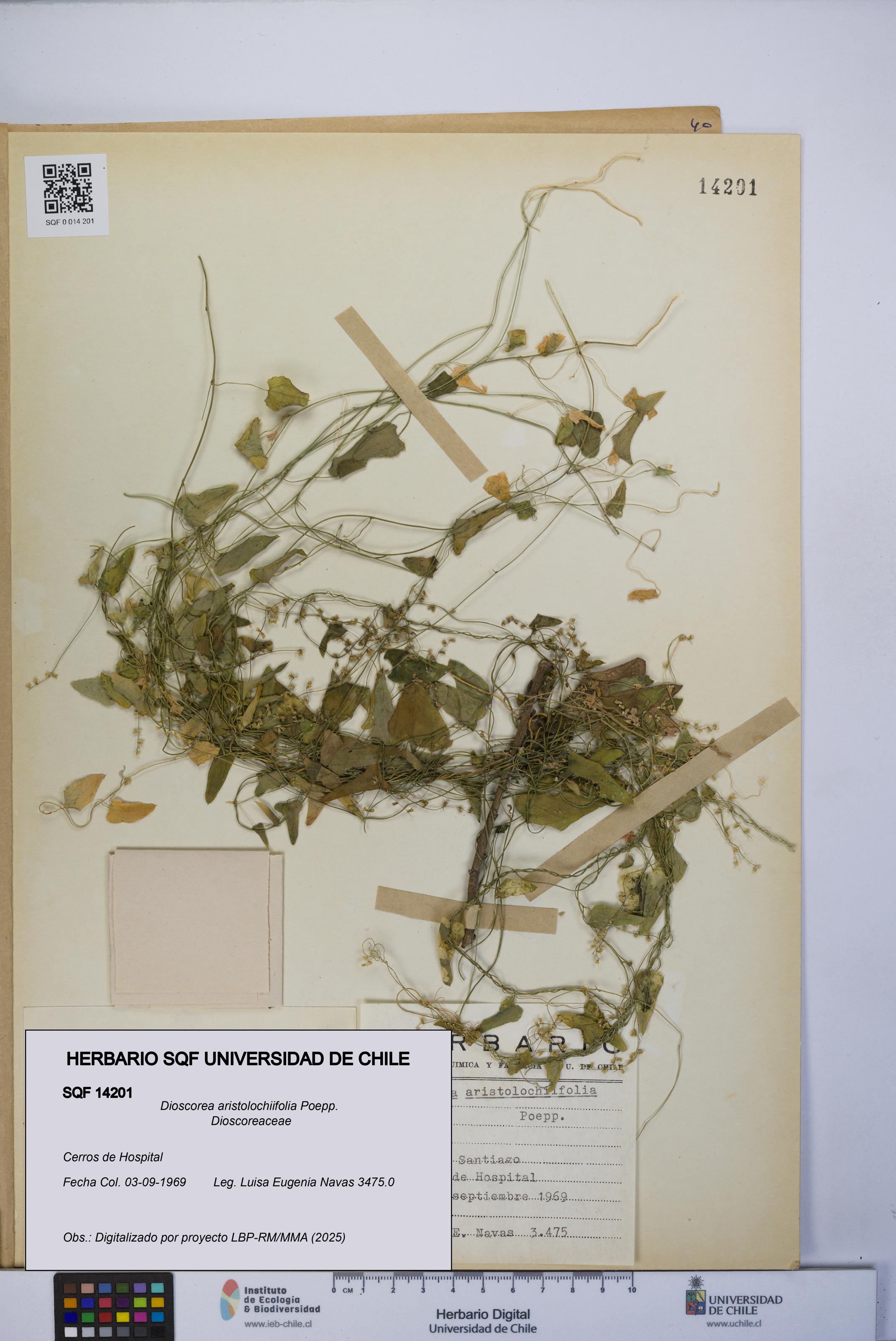 Dioscorea aristolochiifolia [Espécimen: UCH:SQF:0014201]