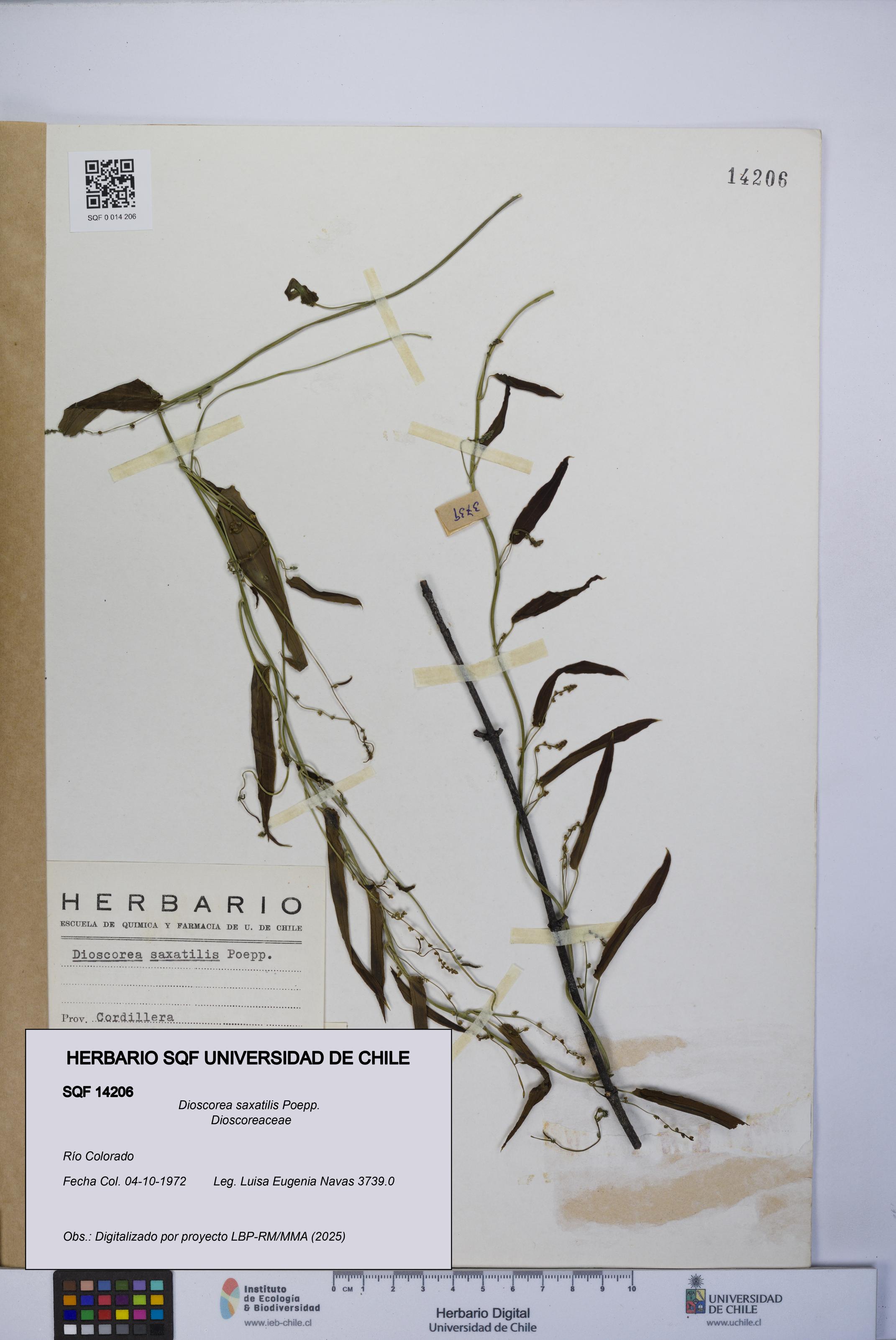Dioscorea saxatilis [Espécimen: UCH:SQF:0014206]