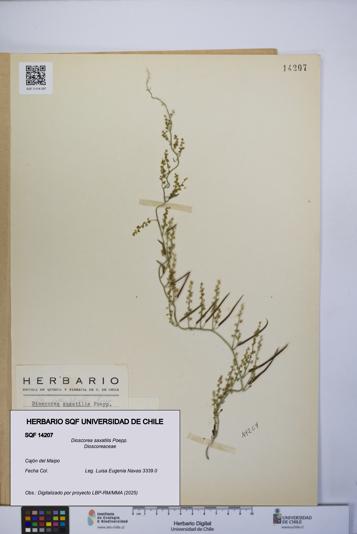 Dioscorea saxatilis [Espécimen: UCH:SQF:0014207]