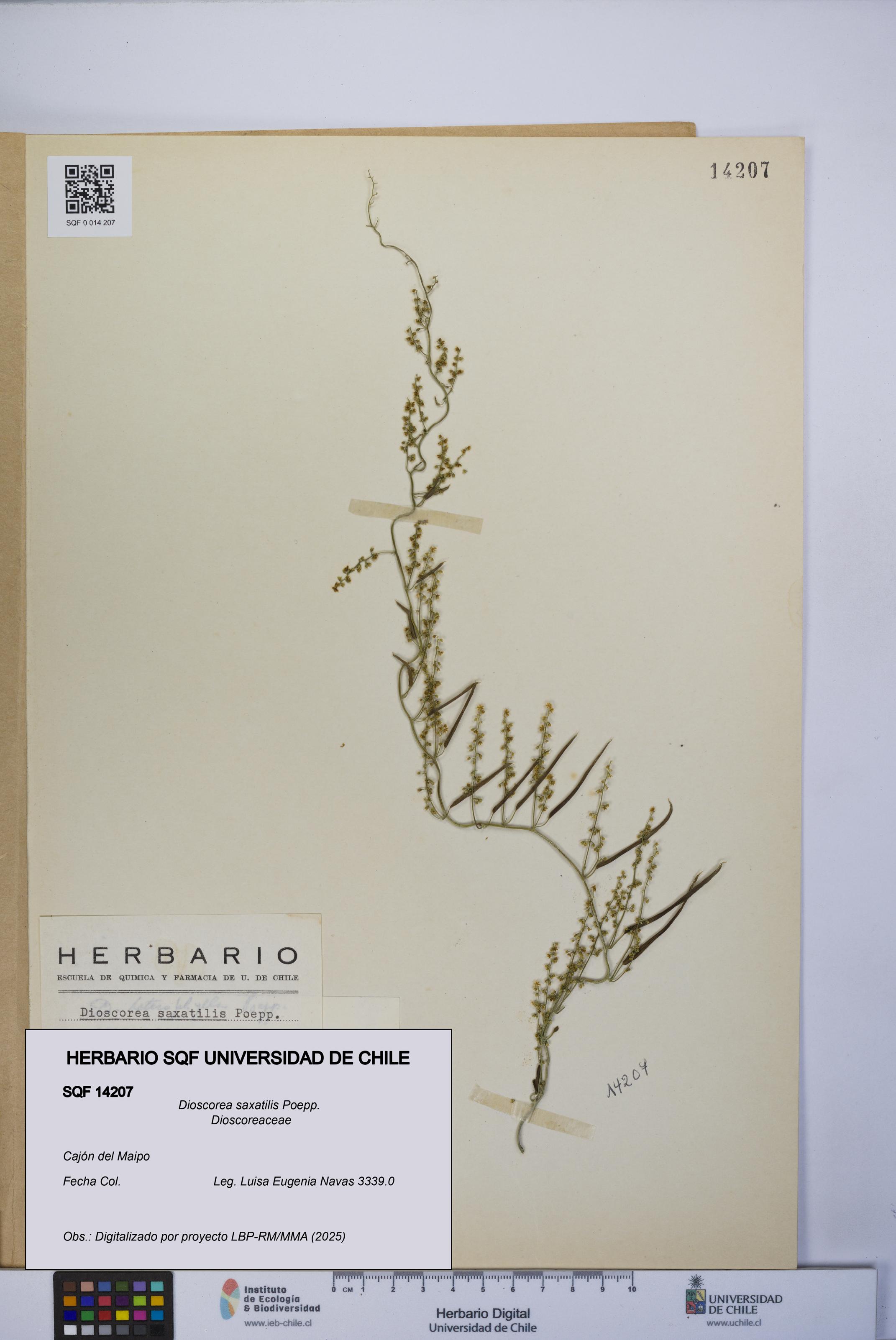 Dioscorea saxatilis [Espécimen: UCH:SQF:0014207]