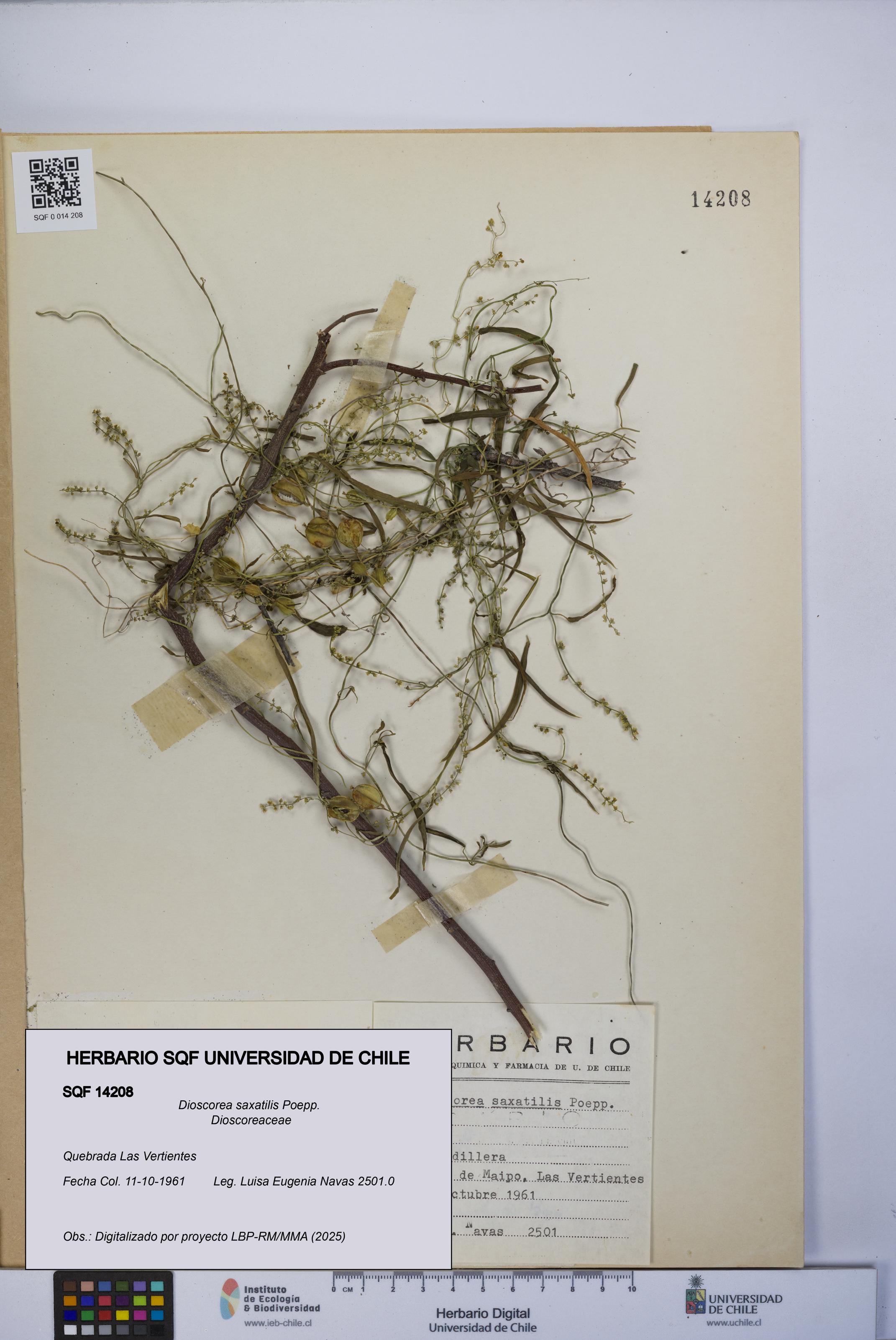 Dioscorea saxatilis [Espécimen: UCH:SQF:0014208]