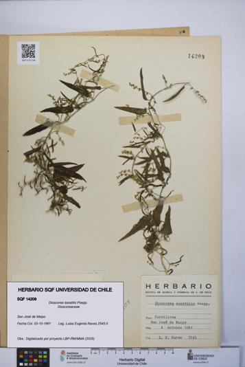 Dioscorea saxatilis [Espécimen: UCH:SQF:0014209]