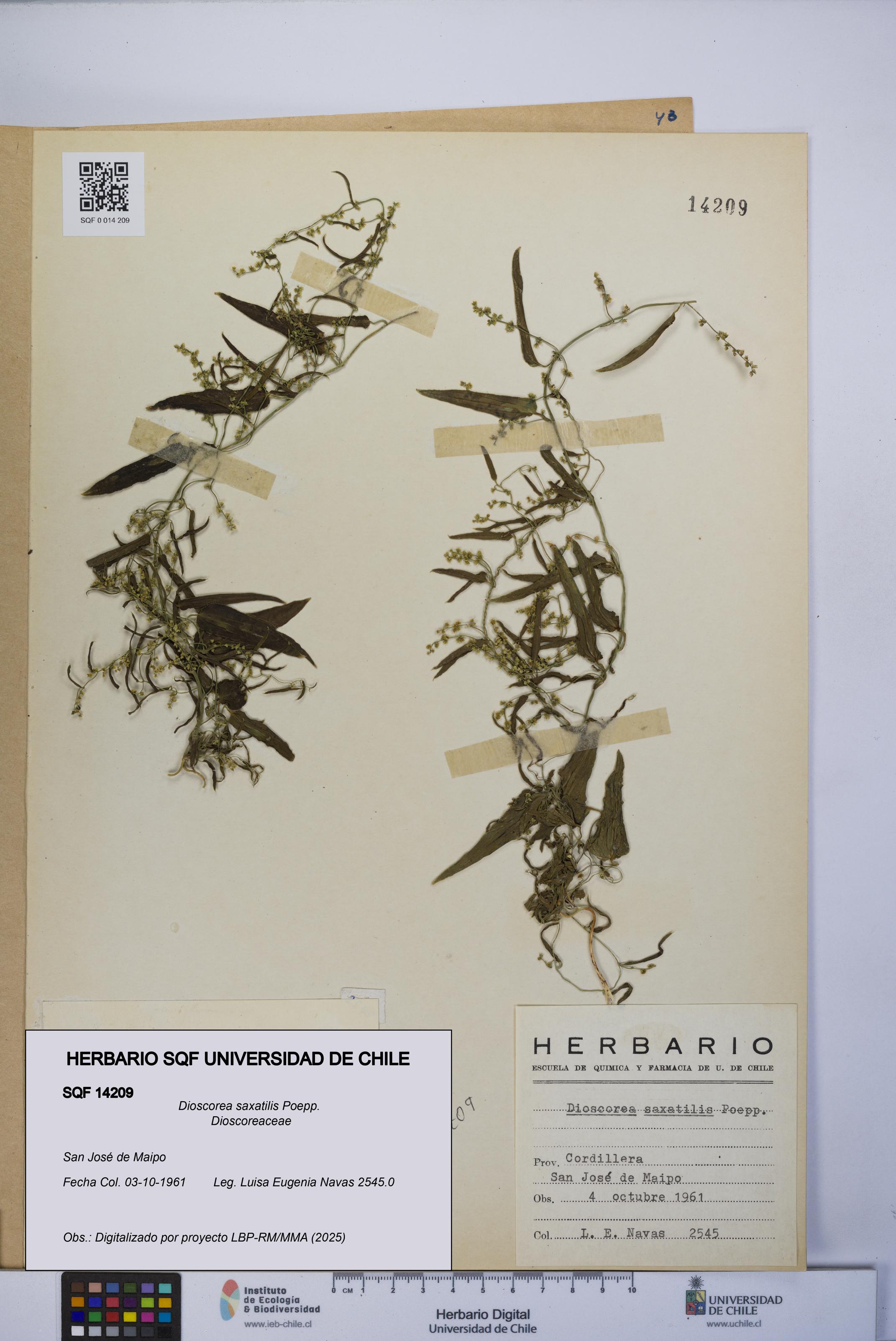 Dioscorea saxatilis [Espécimen: UCH:SQF:0014209]