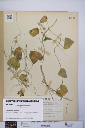 Dioscorea humifusa [Espécimen: UCH:SQF:0014221]