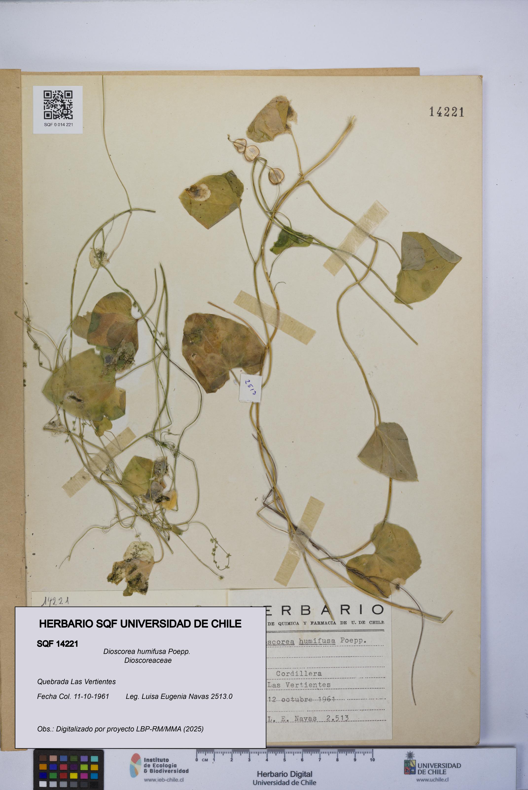 Dioscorea humifusa [Espécimen: UCH:SQF:0014221]
