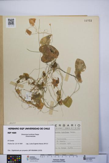 Dioscorea humifusa [Espécimen: UCH:SQF:0014223]
