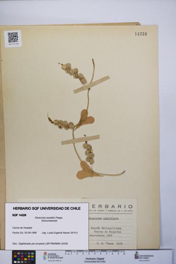 Dioscorea saxatilis [Espécimen: UCH:SQF:0014228]