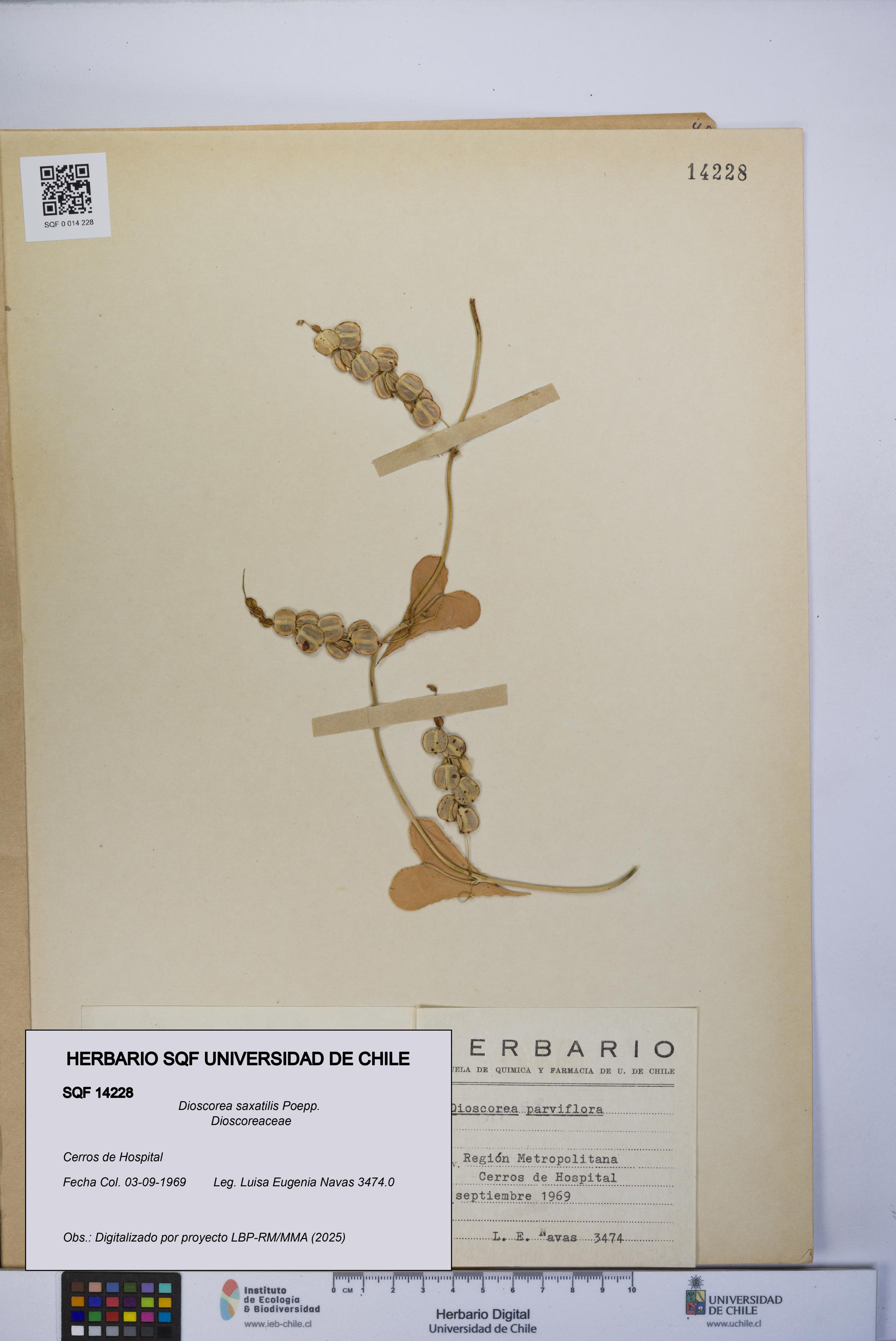 Dioscorea saxatilis [Espécimen: UCH:SQF:0014228]