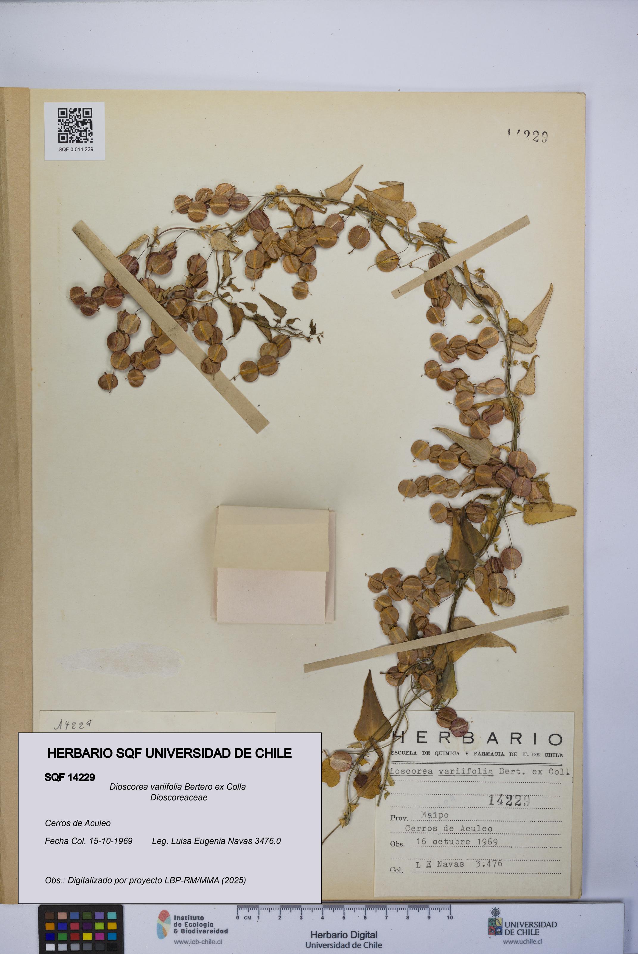 Dioscorea variifolia [Espécimen: UCH:SQF:0014229]