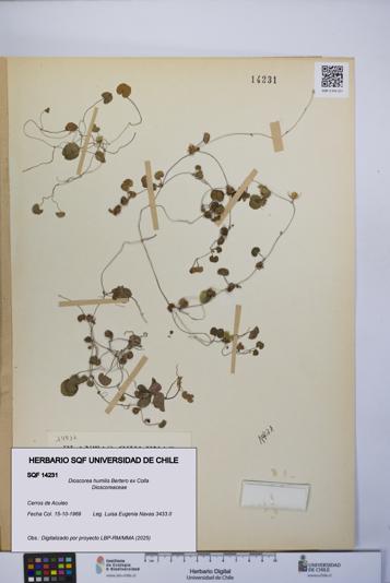 Dioscorea humilis [Espécimen: UCH:SQF:0014231]